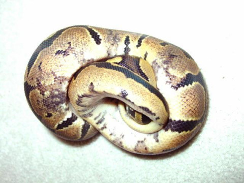 marbled