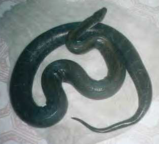 black burm