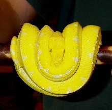 yellow chondro new