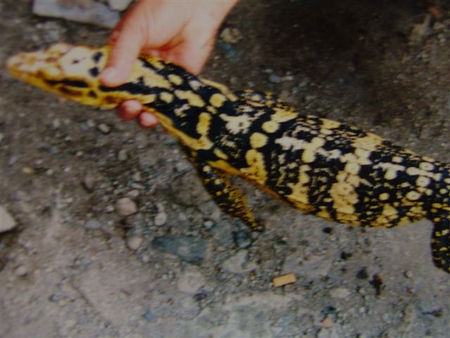 cumingii 1
