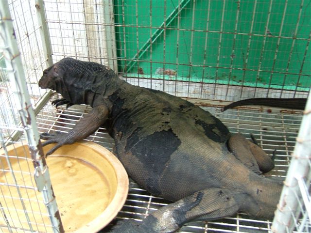 black monitor 2