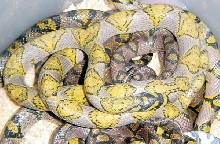 hypo