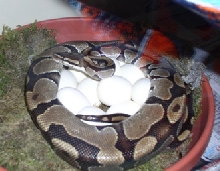 big on eggs
