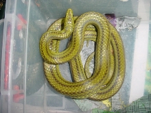 rat snake