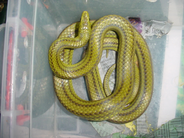 rat snake