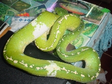 pied chondro