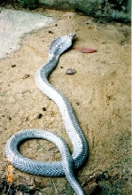 silver naja