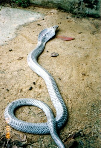 silver naja