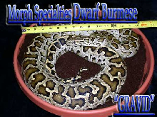 dwarf burm adult