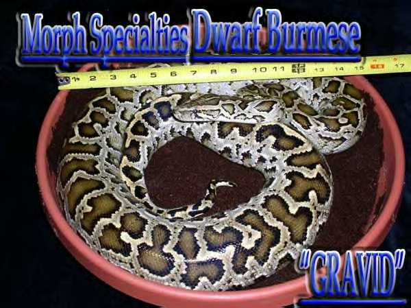 dwarf burm adult