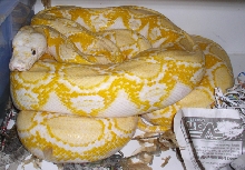 calico