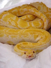 albino burm