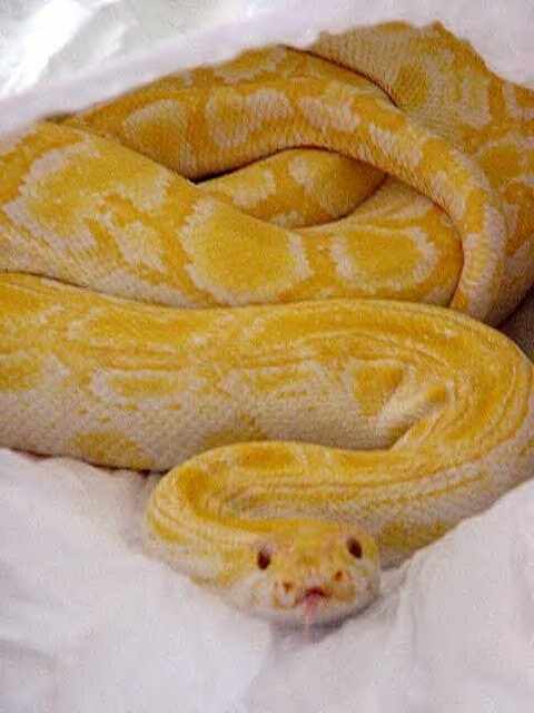 albino burm