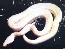 Albino Rainbow Boa