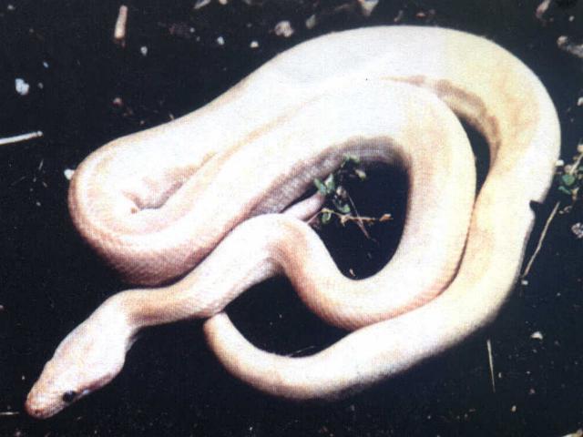 Albino Rainbow Boa
