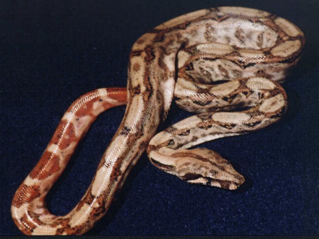 Hypo nic boa