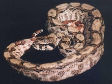 hypo arabsque nic 2