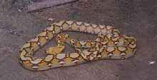 blonde retic
