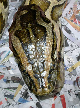 dwarf head 1