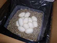ball eggs