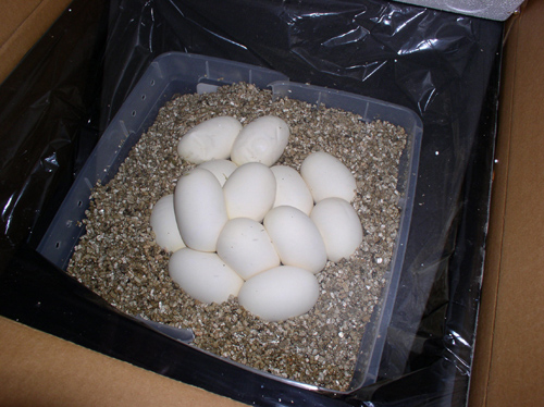 ball eggs