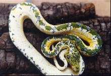 calico emerald 1