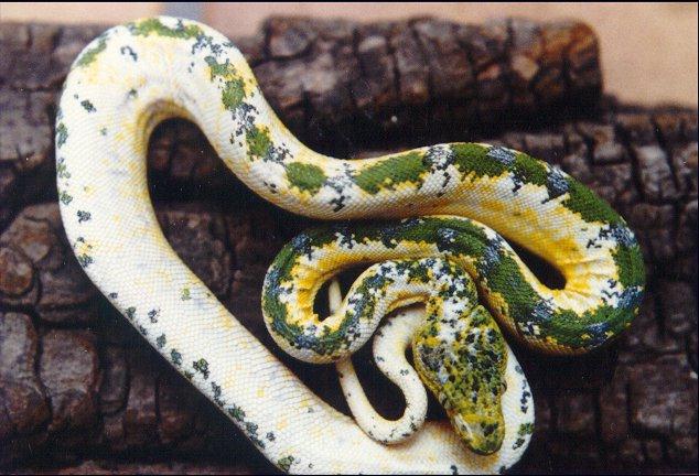 calico emerald 1