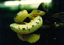 calico emerald 2