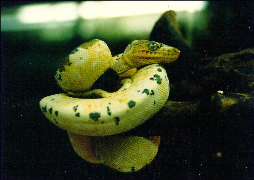 calico emerald 2