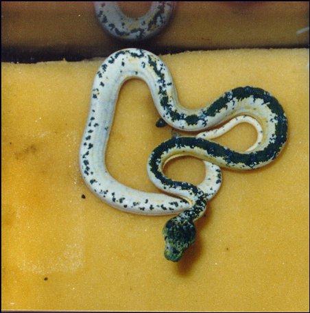 calico emerald 3