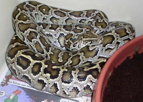 gravid dwarf 3