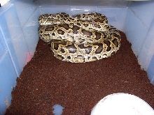gravid dwarf 2