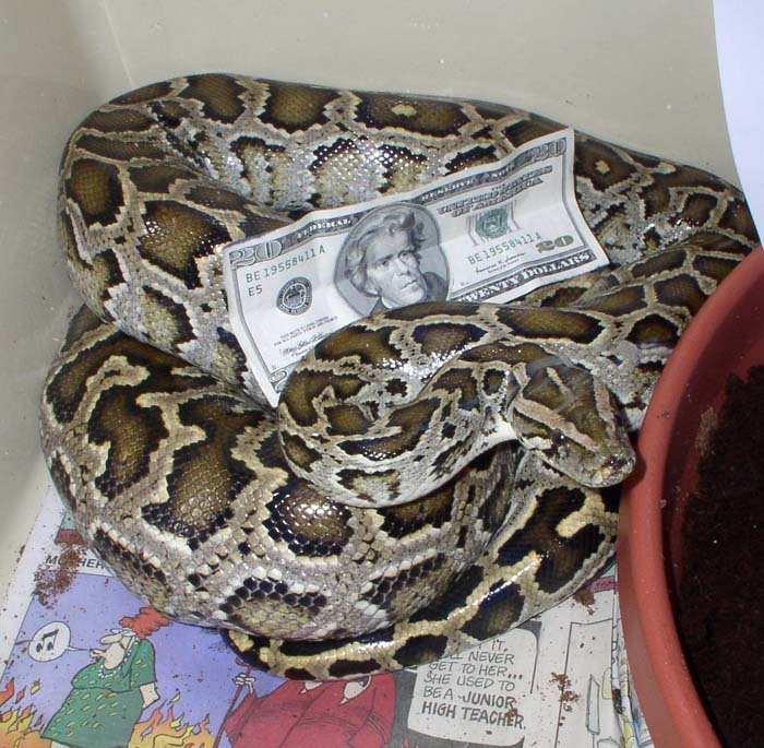 gravid money
