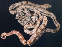 Hypo/striped/anerythristic