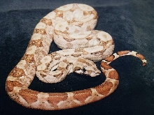 Hypo Nic Boa