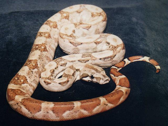 Hypo Nic Boa