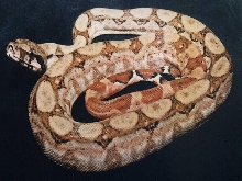 hypo nic boa 3