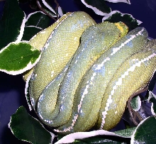 merauke 1