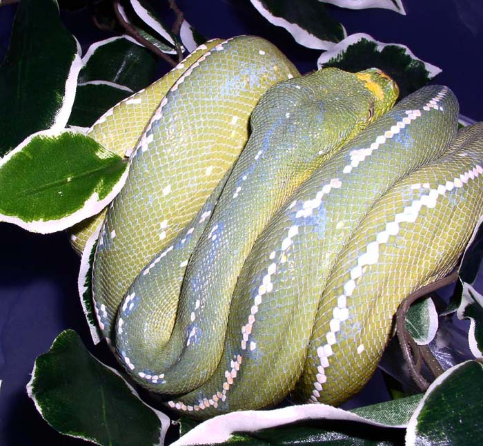 merauke 1