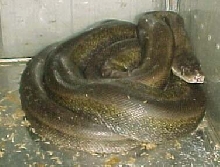 titanium retic