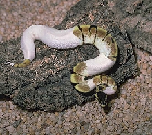 spider pied