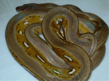 striped retic