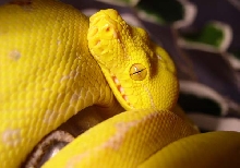 Yellow chondro 2