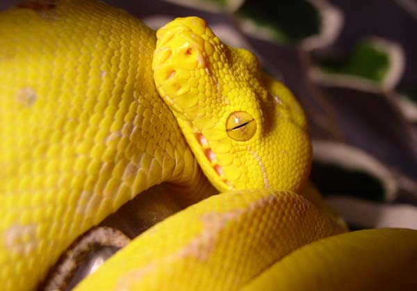 Yellow chondro 2