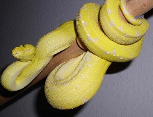 Yellow Chondro 1