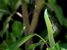 Philodryas baroni - Juvenile Shedding