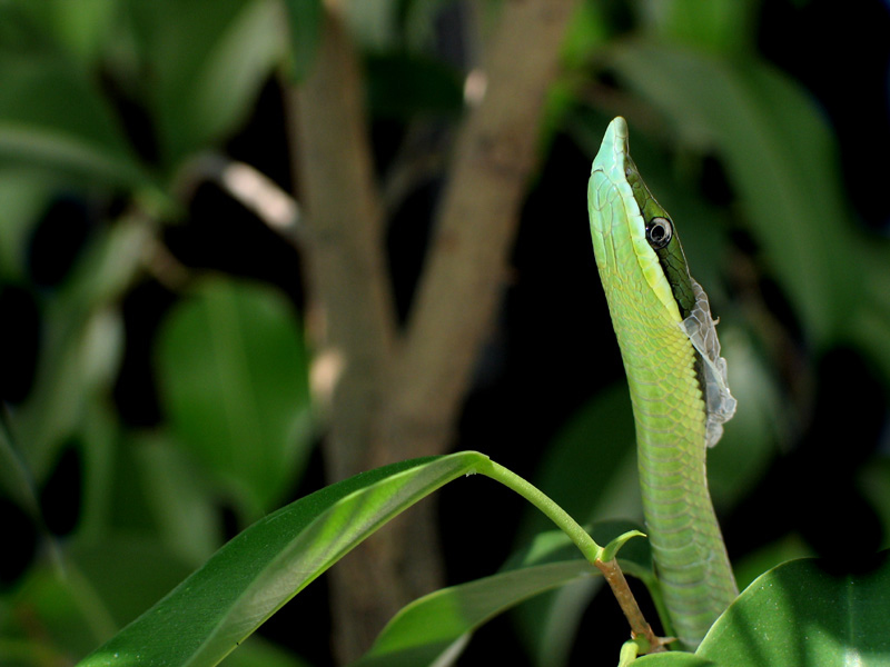 Philodryas baroni - Juvenile Shedding