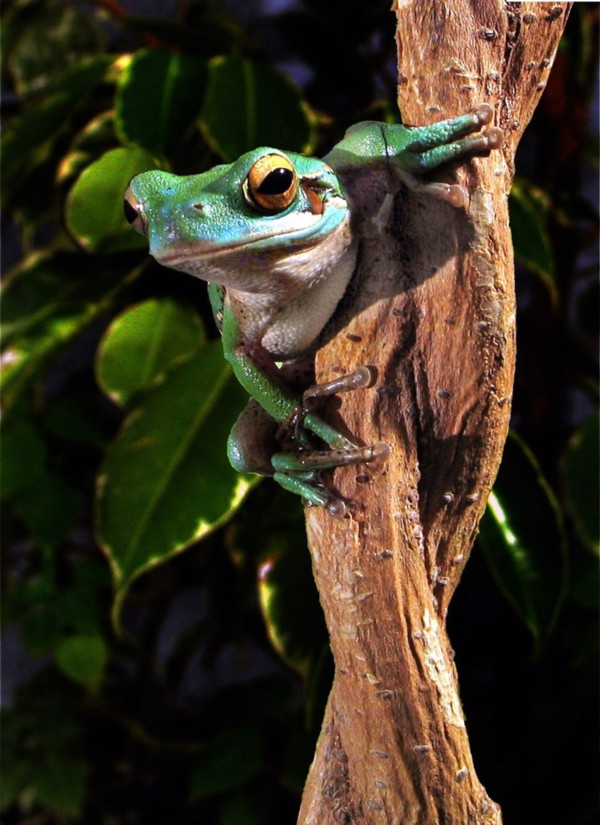 Hyla pulchella