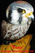 Passage American Kestrel