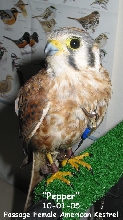 American Kestrel (Passage Female) Photo
